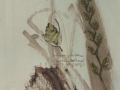 herbarium_i_295x402
